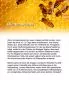 Preview: Altarkerze 400 x 70 mm RAL mit 10 % Bienenwachs Preview: Altarkerze 400 x 70 mm RAL mit 10 % Bienenwachs